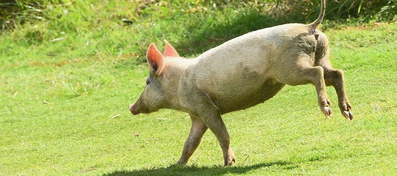 Rennschwein Rudi Rüssel büxte in Hessen aus und unterbrach ein Golfturnier. (Foto: Getty)