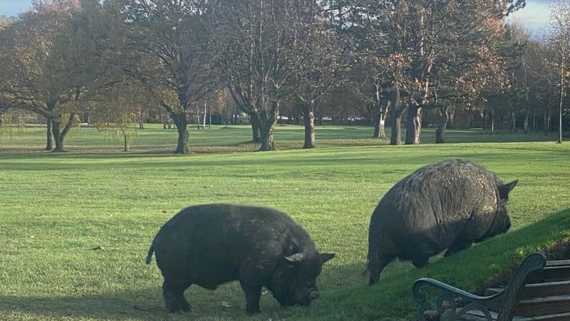Zwei Schweine sorgten im Lightcliffe Golf Club für Chaos. (Foto: The Mirror/Twitter)