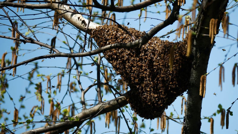 Ein Bienenschwarm auf einem Baum. (Foto: Getty)