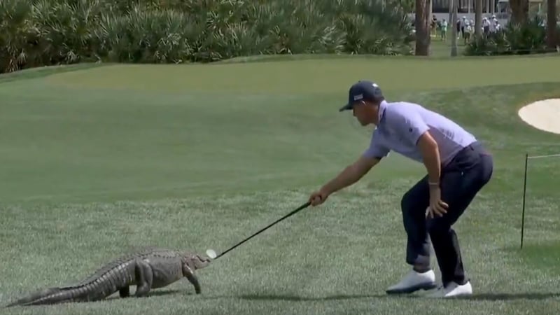 Billy Horschel vs. Alligator (Foto: X@GolfDigest).