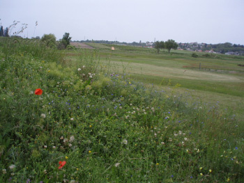 Der Golfplatz liegt mitten in wunderschöner Natur. (Foto: Öko Golfplatz Neusiedler Csarda)

