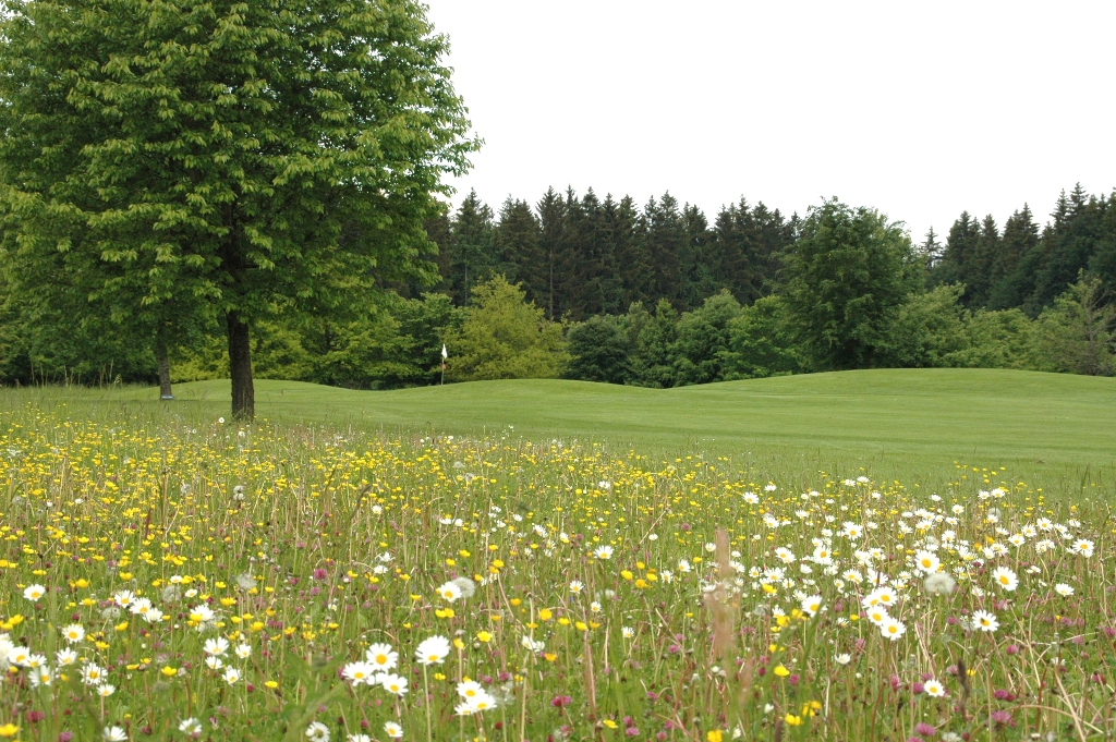 Der GC Starnberg nimmt am Umweltprogramm Golf & Natur des DGV teil. (Foto: GC Starnberg)